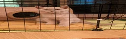British Shorthair cats for sale: British Shorthairs 2 boys 1 girl - Advert 5
