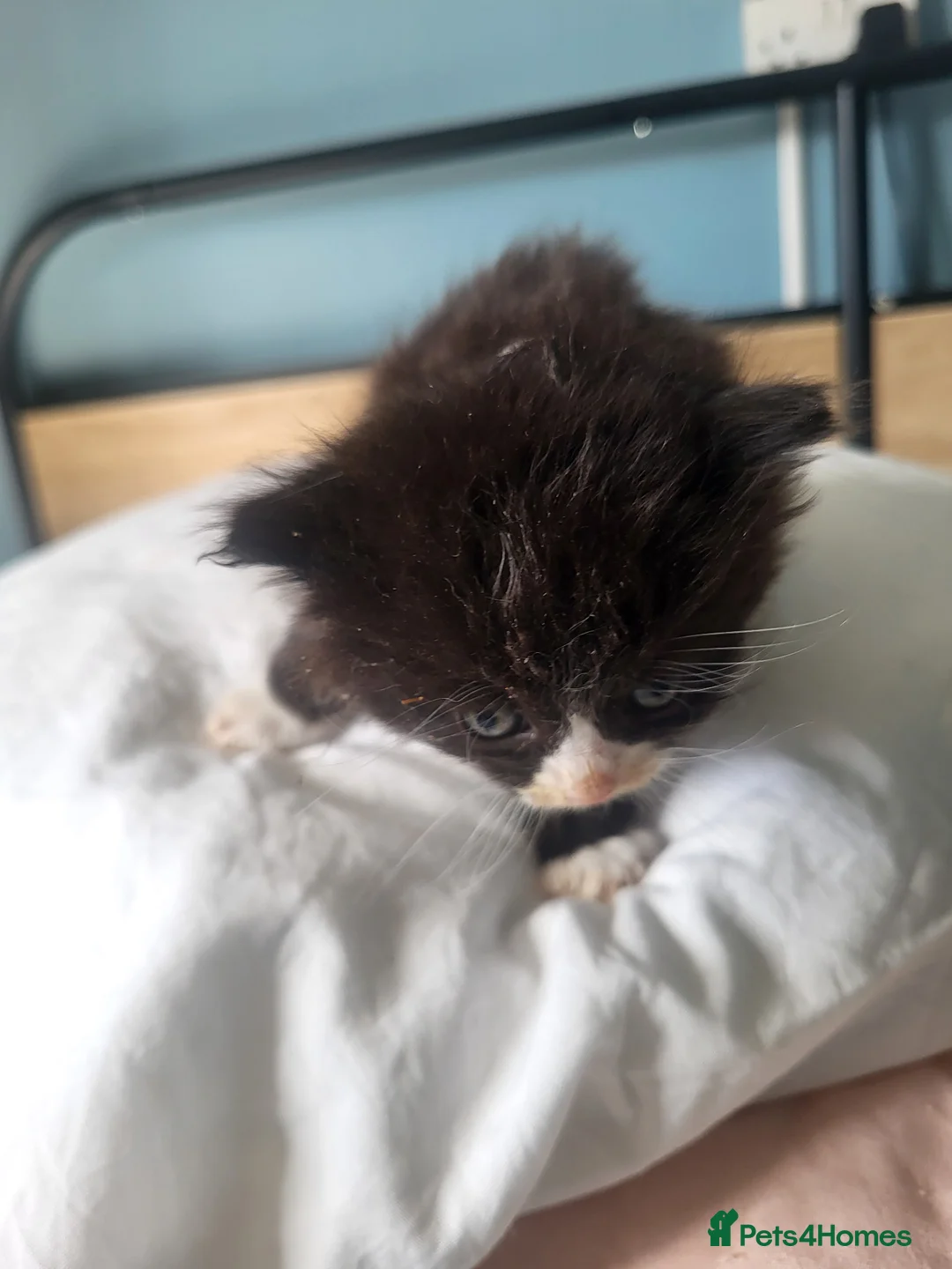 Mixed Breed cats for sale: Mixed litter of 6 little ladies  - Advert 1