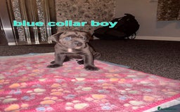 Cane Corso dogs for sale: 4 girls left *PRICE REDUCED* - Image 14