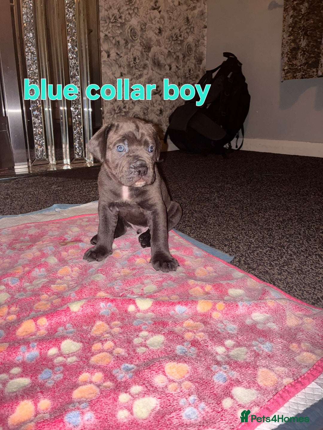 Cane Corso dogs for sale: 4 girls left *PRICE REDUCED* - Image 14
