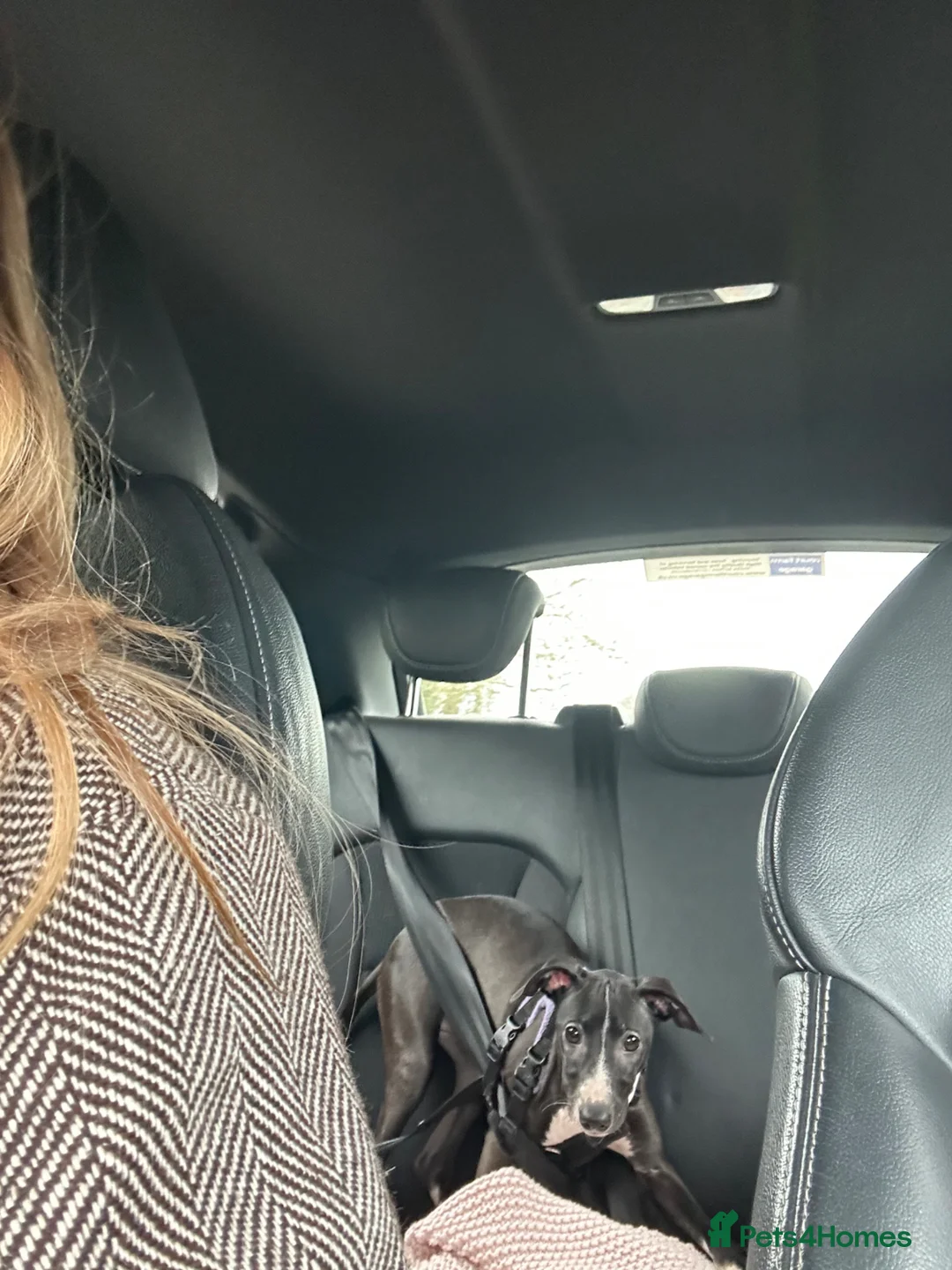 Italian Greyhound dogs for sale: Last boy in litter - Italian greyhound  - Advert 2