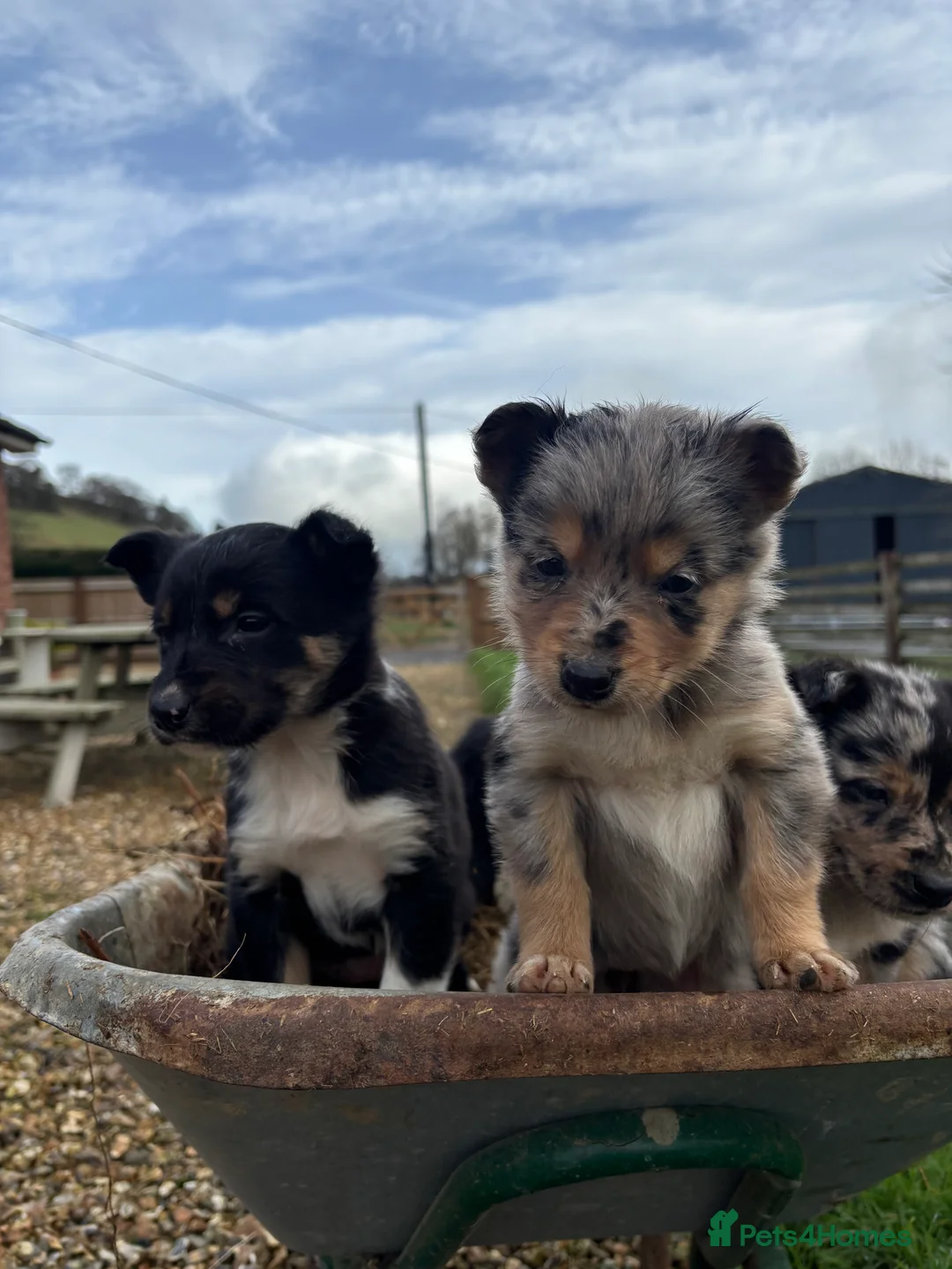 Mixed Breed dogs for sale: Puppies, Australian kelpie cross blue Merle  - Advert 18