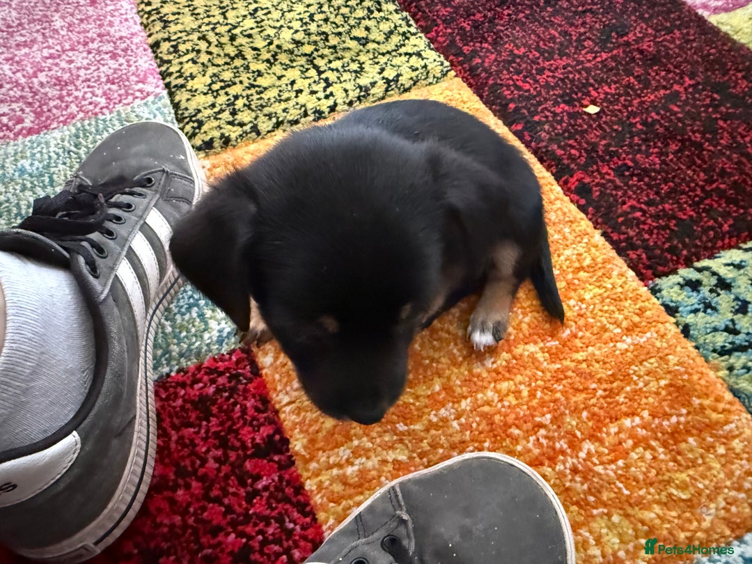 Mixed Breed dogs for sale: Yorkshire terrier x jack russell - Image 10