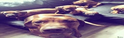 Rhodesian Ridgeback dogs for stud: Fully health tested proven KC stud  in Rotherham - Advert 12