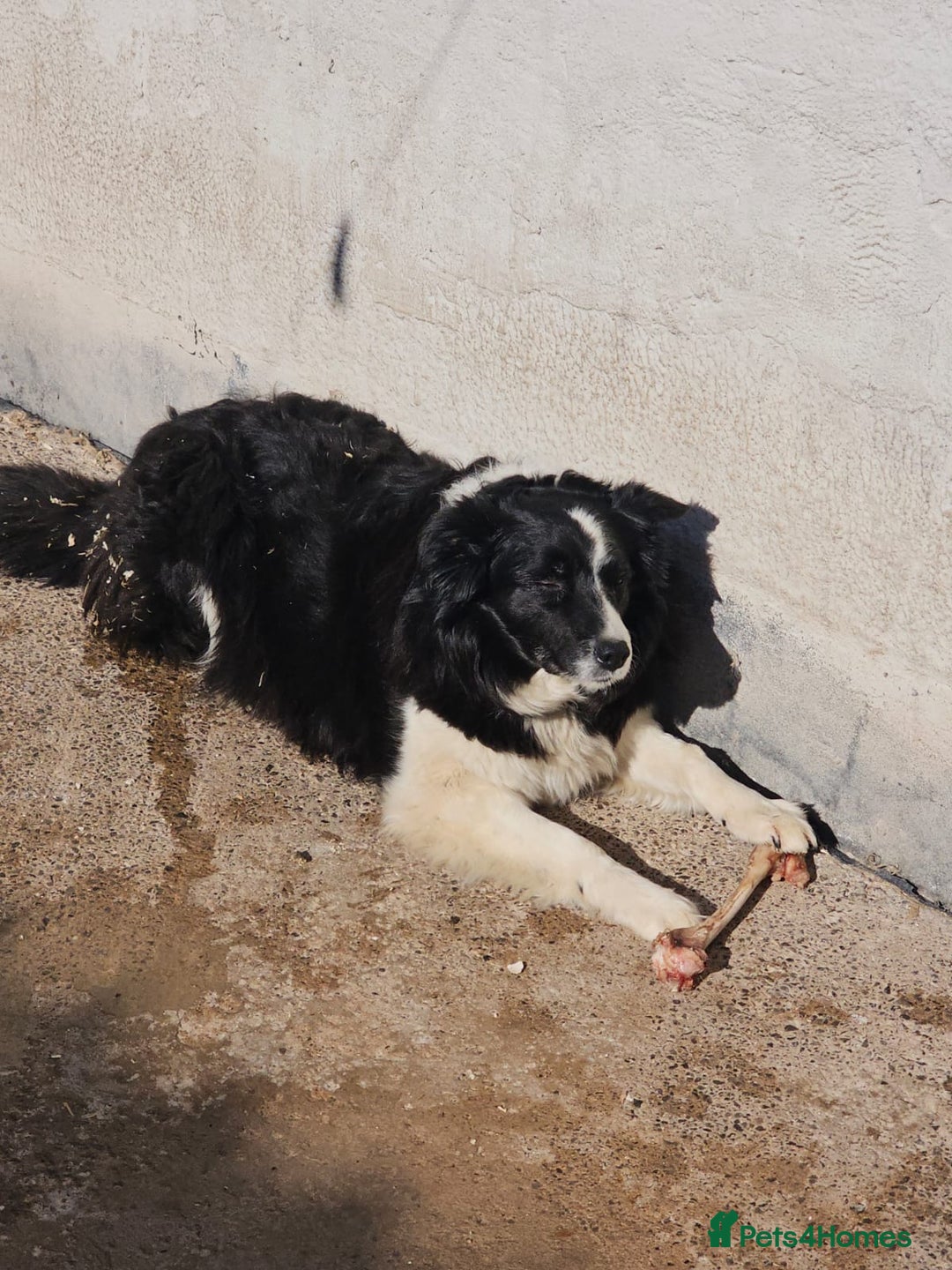 Border Collie dogs for sale: Lilac merle tri border collie pup - Advert 7