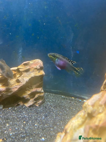 Other/Mixed Breed fish - Advert 3
