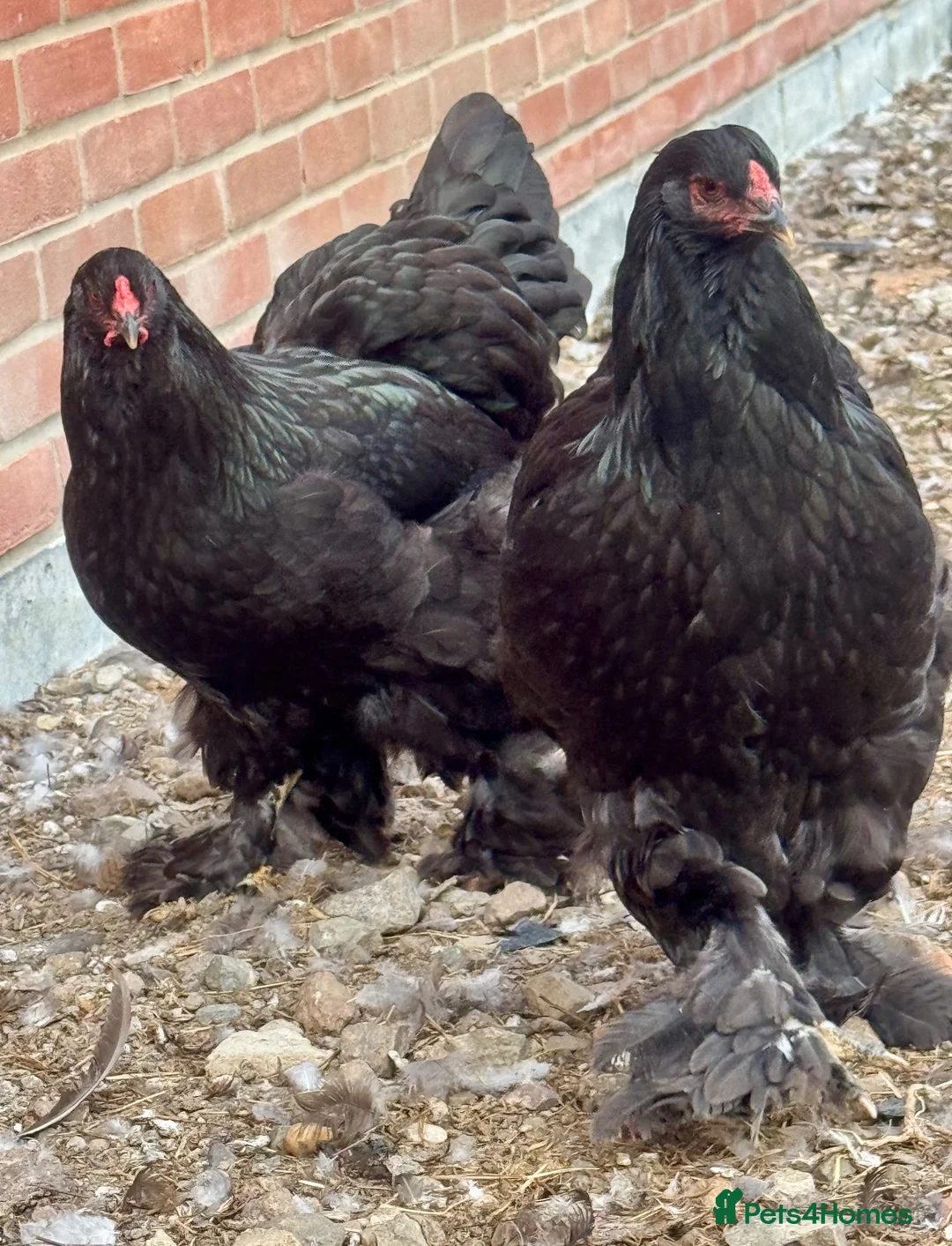 Hens poultry for sale: Large Brahma hens all 2026 healthy strong birds - Advert 2