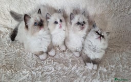 Ragdoll cats for sale: 💞BEAUTIFUL FULL PEDIGREE TICA RAGDOLL KITTENS 💞 - Image 18