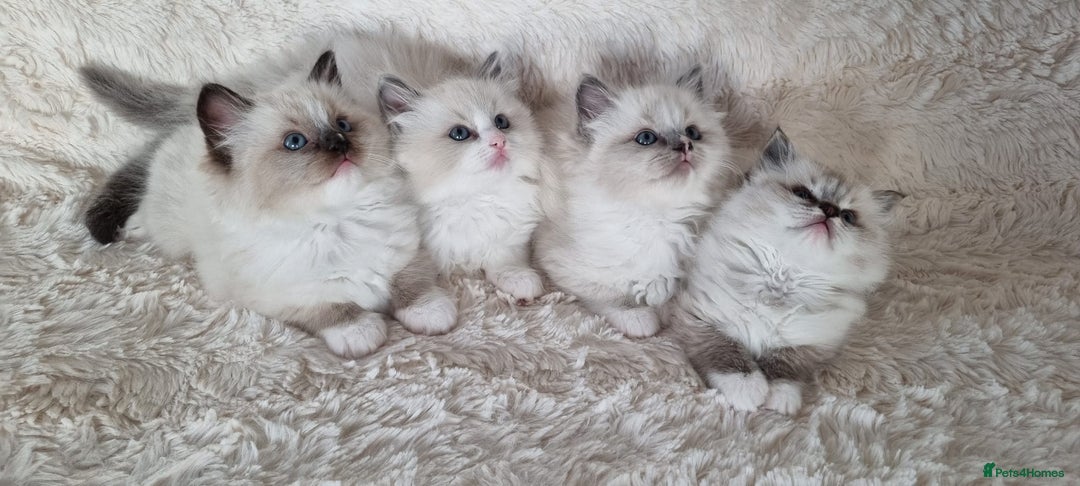 Ragdoll cats for sale: 💞BEAUTIFUL FULL PEDIGREE TICA RAGDOLL KITTENS 💞 - Image 18