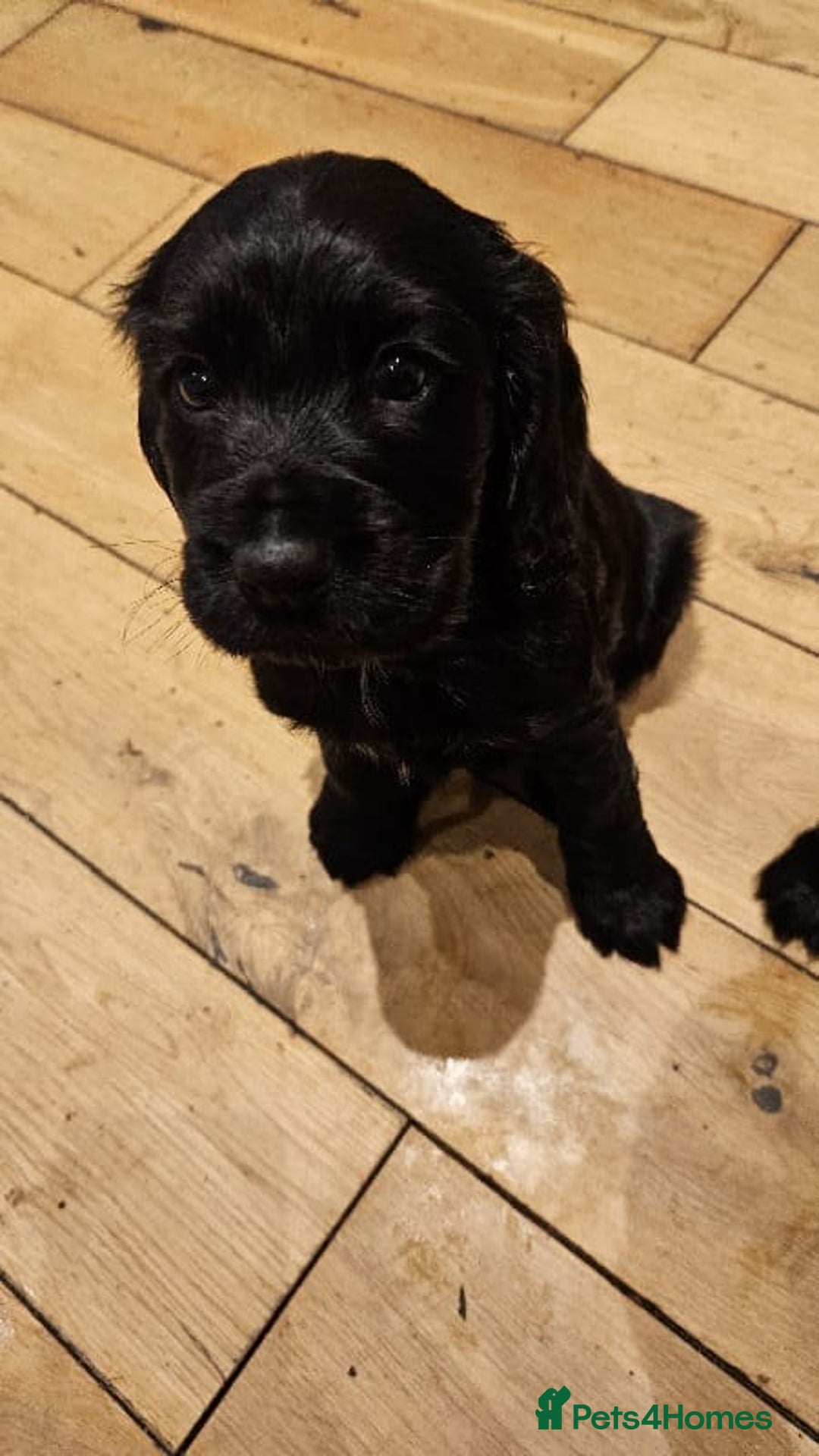Cocker Spaniel dogs for sale: Cocker spaniel pups - Image 3