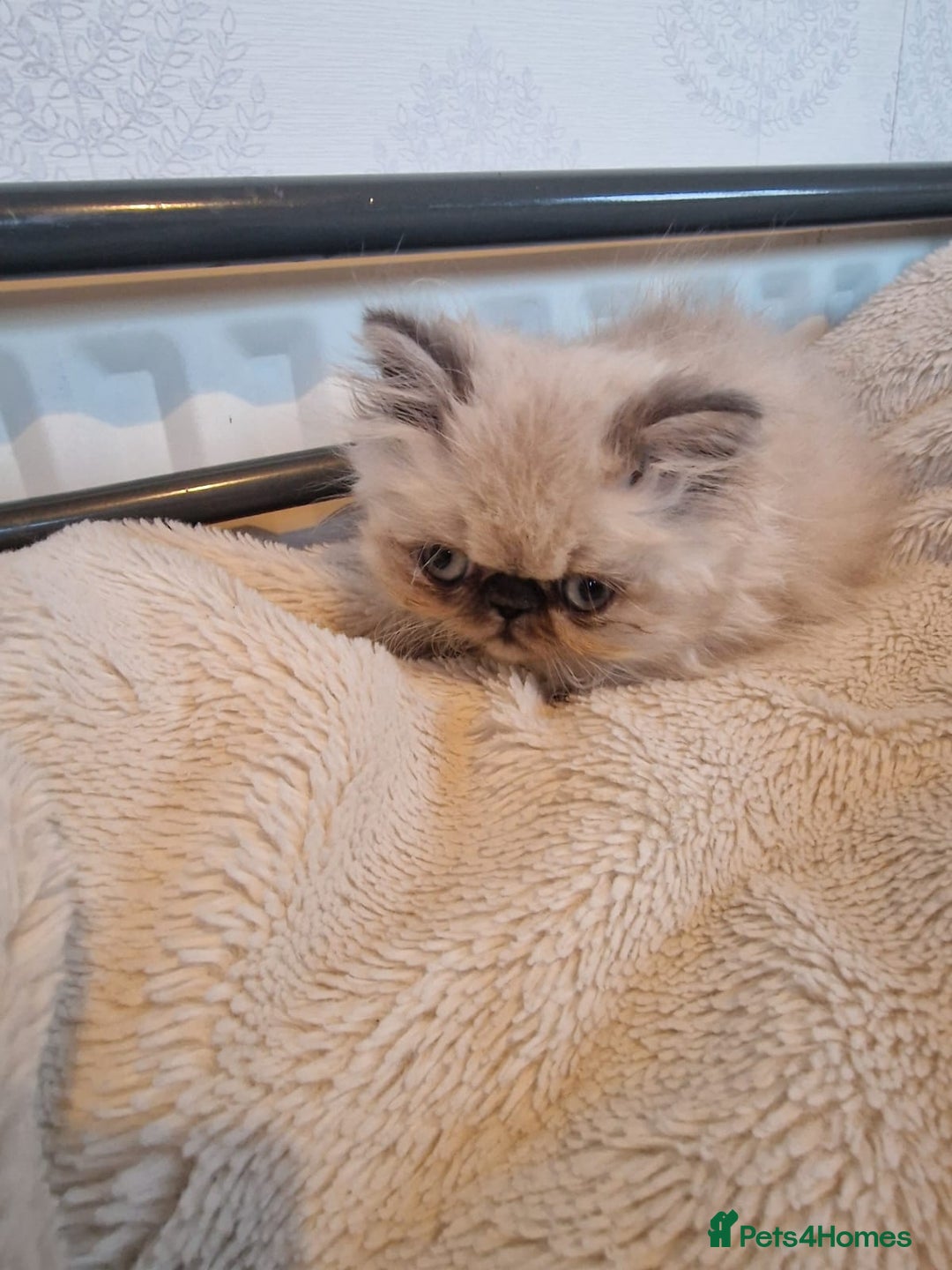 Persian cats for sale: Stunning Persian Kittens. - Advert 16