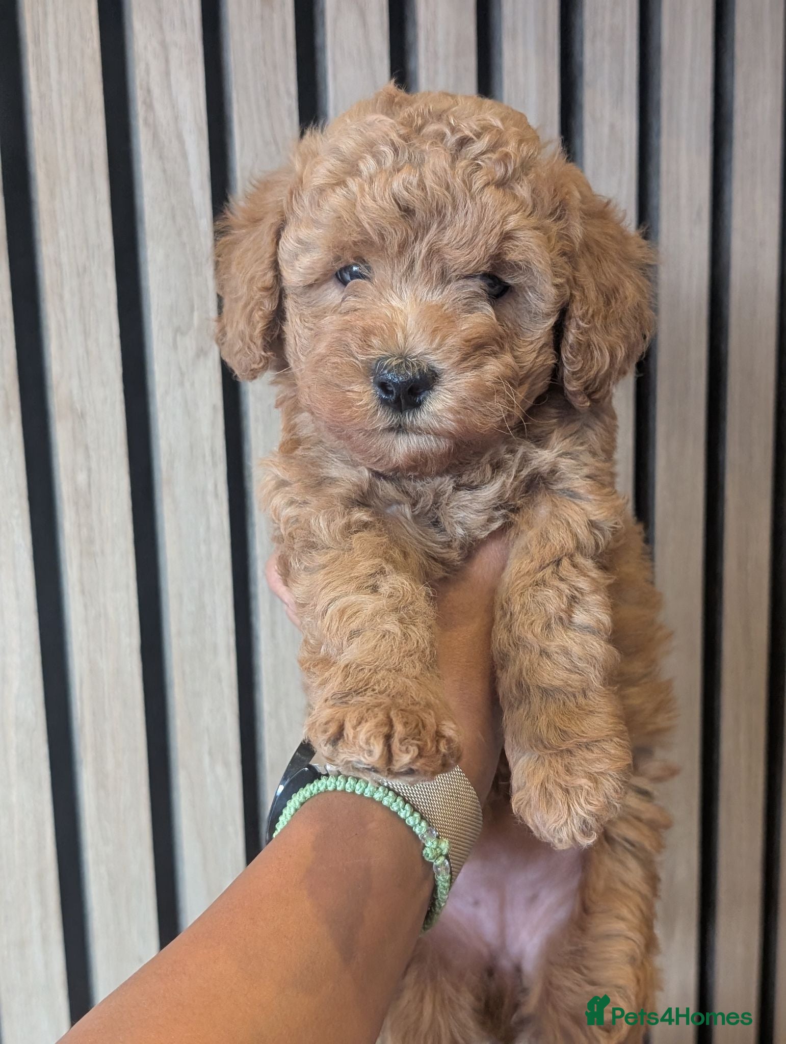Cockapoo dogs Female available - F1BB cockapoo puppies  - Advert 1