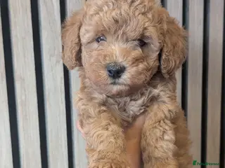 Cockapoo dogs Female available - F1BB cockapoo puppies - Advert 1