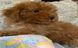 Cockapoo dogs for sale: Stunning fox red cockapoo puppies PRA clear  - Image 16