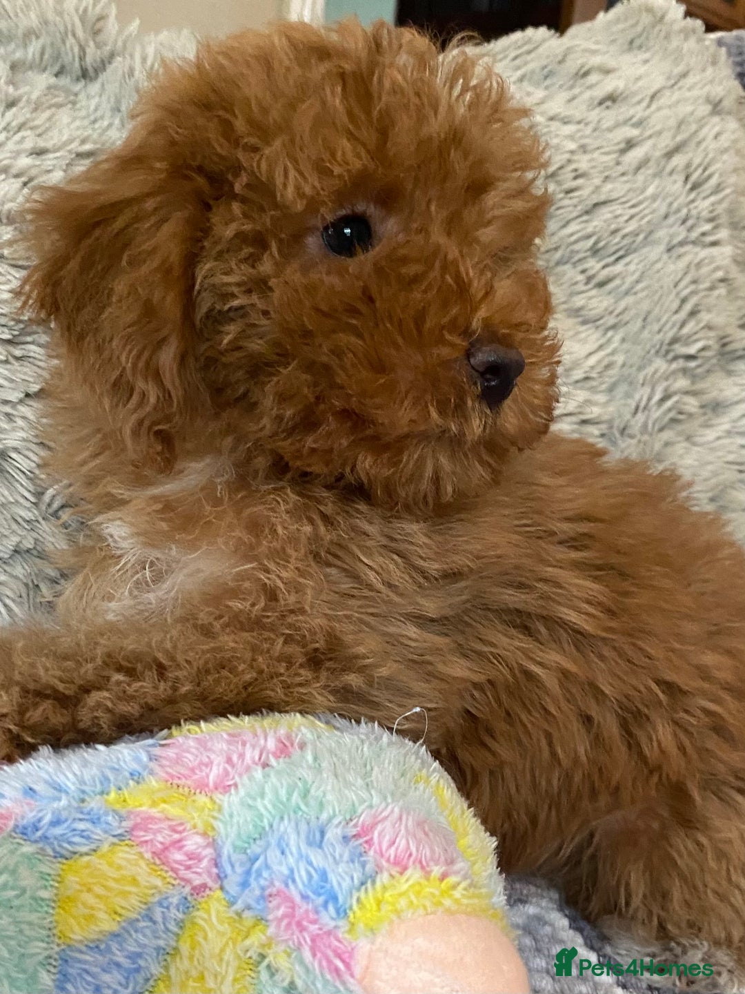 Cockapoo dogs for sale: Stunning fox red cockapoo puppies PRA clear  - Image 16