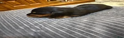 Miniature Dachshund dogs for sale: Miniature Dachshunds  in Thornhill - Advert 6