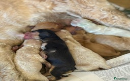 Cockapoo dogs for sale: Cockapoo puppies for sale  - Image 5