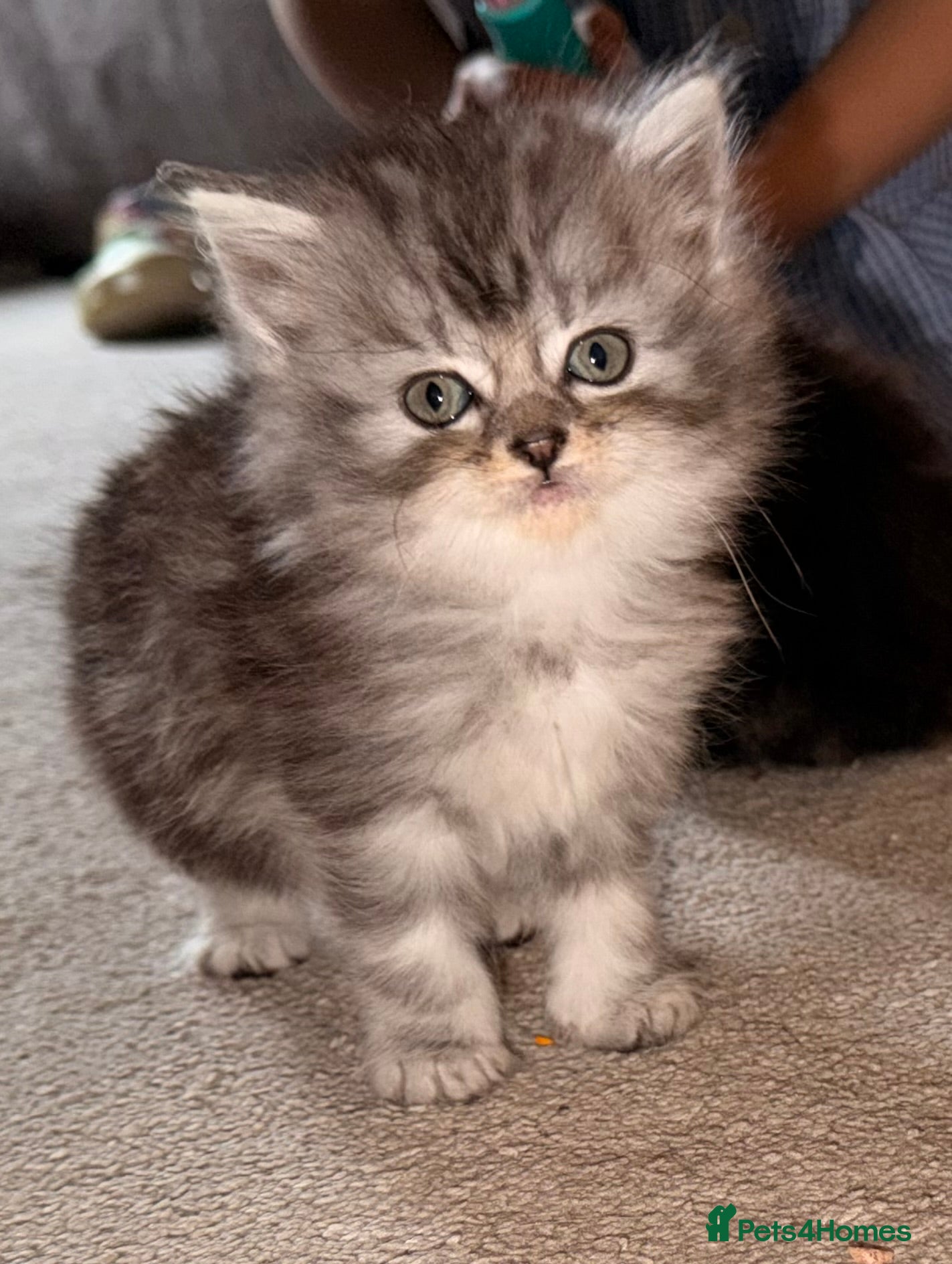 Persian cats READY TO LEAVE- 3 LEFT - Beautiful Persian Kittens - Advert 5