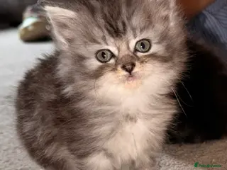 Persian cats READY TO LEAVE- 3 LEFT - Beautiful Persian Kittens - Advert 5