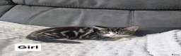 Siberian cats for sale: Lovely kittens in Ashford - Advert 14