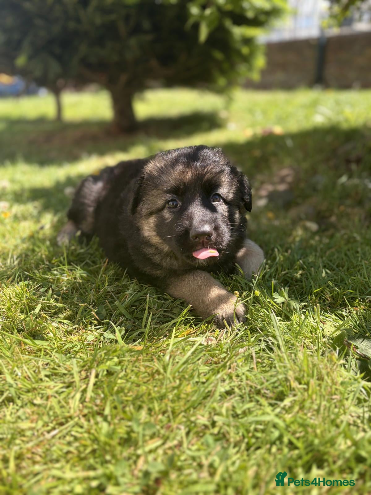 German Shepherd dogs German shepherd pup - Advert 2