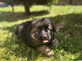 German Shepherd dogs German shepherd pup - Advert 9