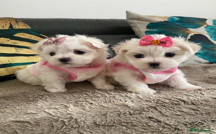 Maltese dogs - Advert 10