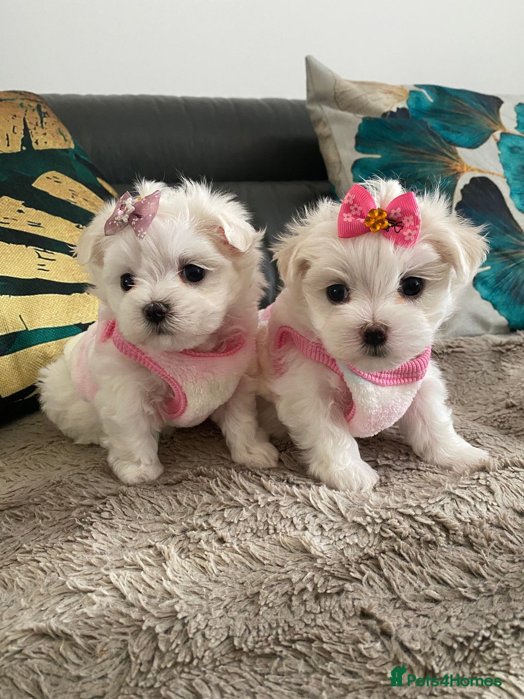Maltese dogs for sale: 🌟KC STUNNING half-Korean Maltese puppies 🌟 - Image 5