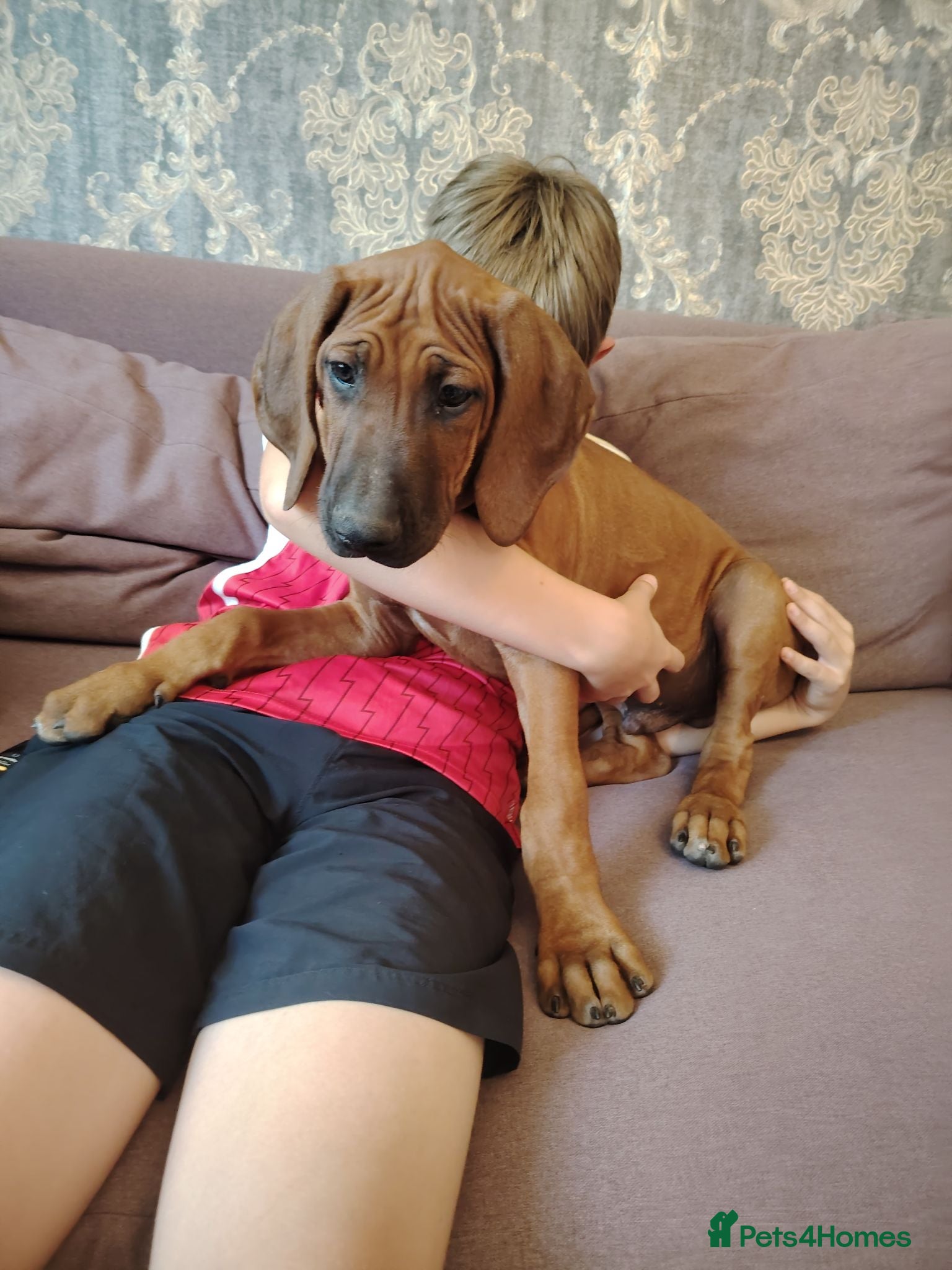 Rhodesian Ridgeback dogs Beautiful Rhodesian Ridgeback puppies-Family pet - Advert 13