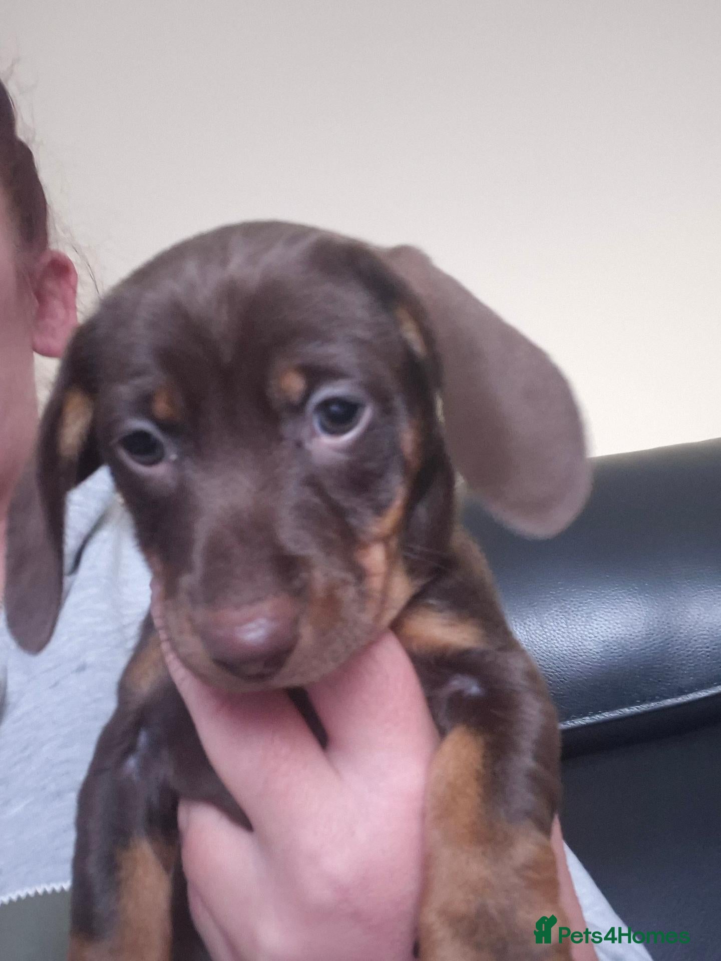 Dachshund dogs 1 male one female  - Advert 1
