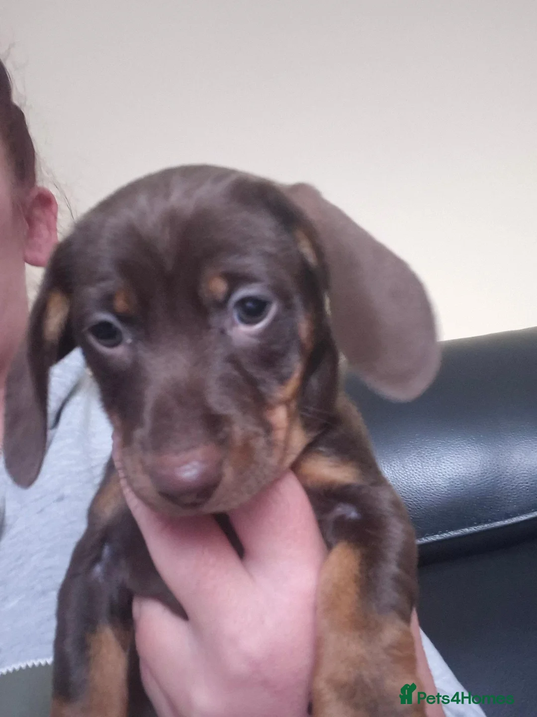 Dachshund dogs for sale: 1 male one female  - Advert 1