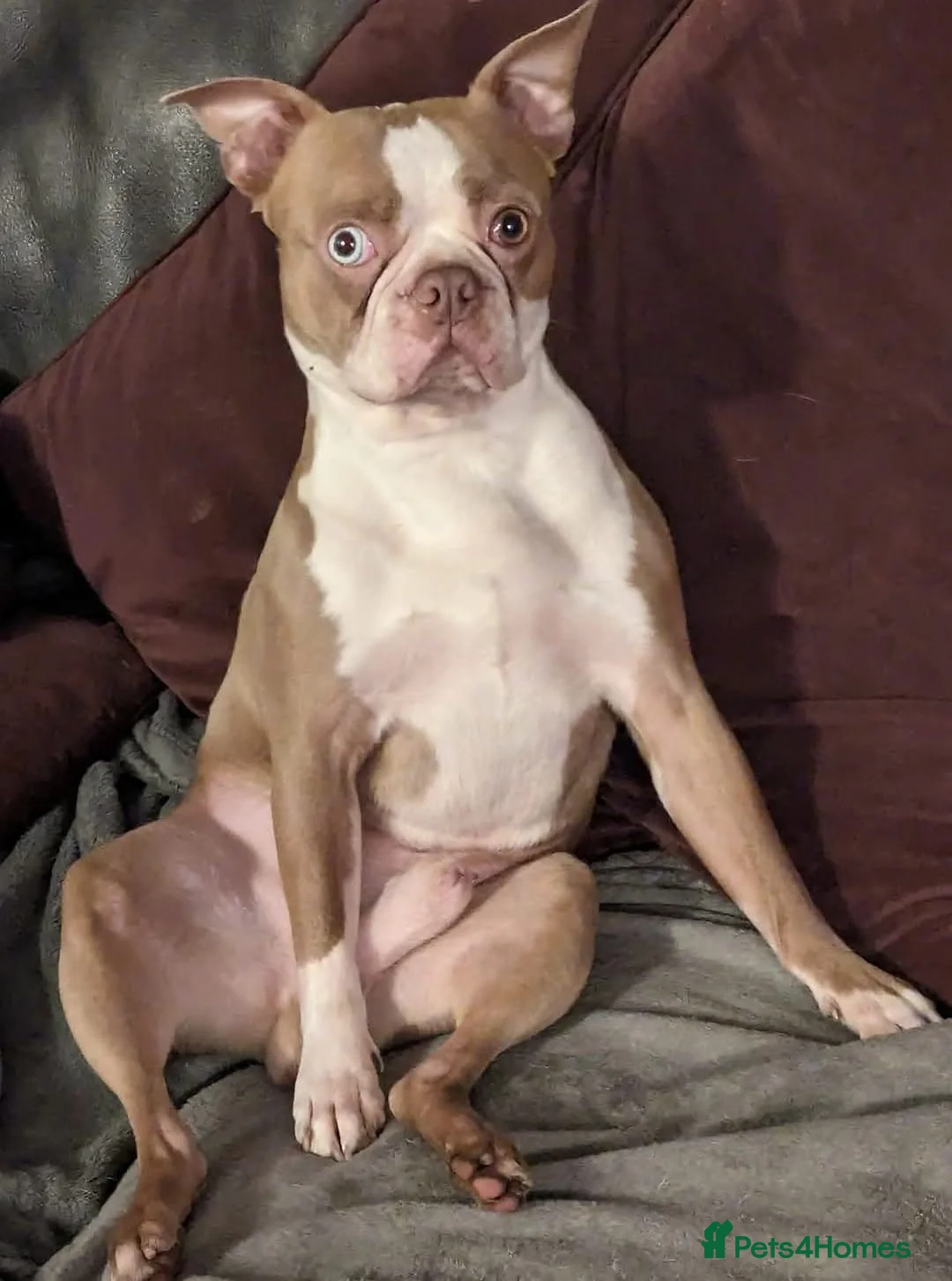 Boston Terrier dogs for sale: KC Registered Boston Terrier pups  - Advert 37