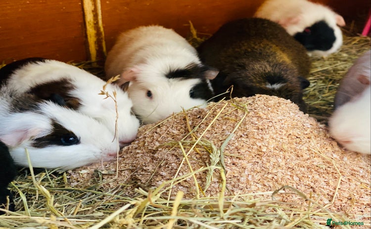 Guinea Pig rodents Handsome Baby boy Guineapigs available  - Advert 18
