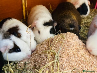 Guinea Pig rodents Handsome Baby boy Guineapigs available - Advert 19