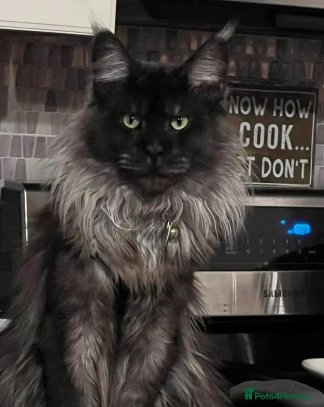 Maine Coon cats for sale: Litter of 3 beautiful Maine coon kittens - Advert 11