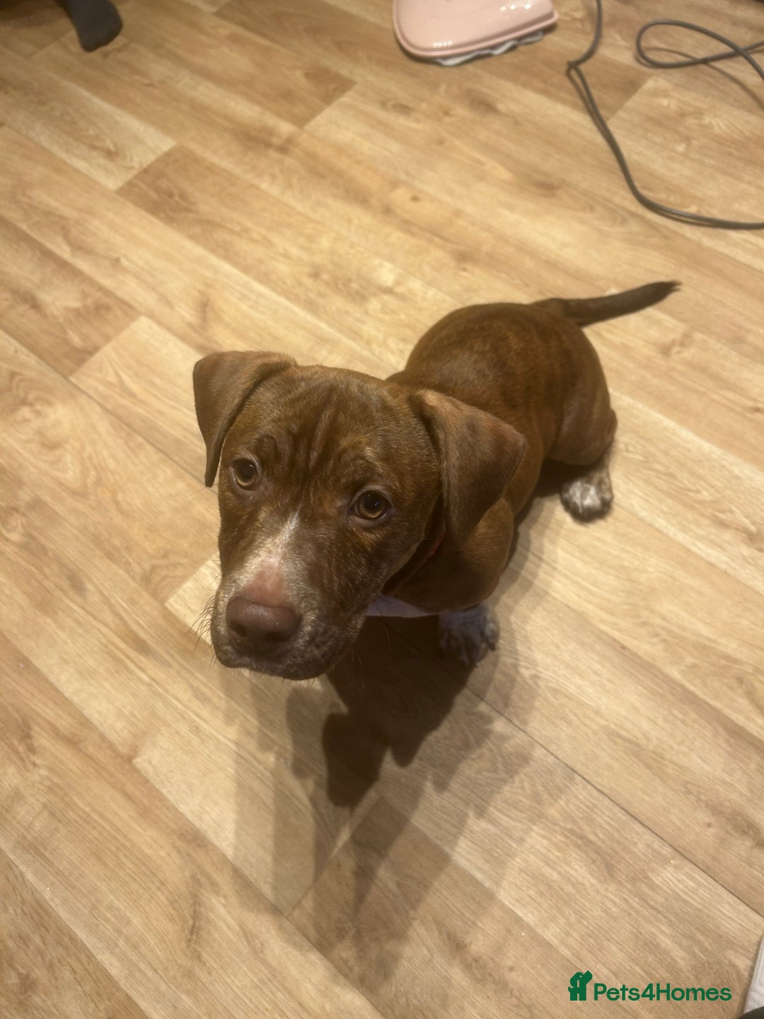 Mixed Breed dogs for sale: Coco  - Advert 4