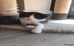 Mixed Breed cats for sale: Kittens for sale  - Image 6