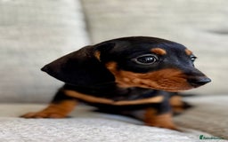 Miniature Dachshund dogs for sale: Three little miniature dachshund boys  - Advert 6
