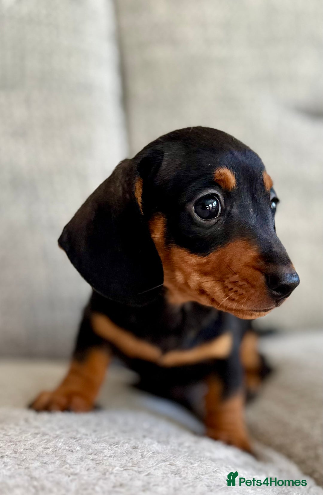 Miniature Dachshund dogs for sale: Three little miniature dachshund boys  - Advert 6