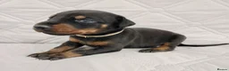 Dobermann dogs for sale: European doberman puppies for sale. in Swindon - Advert 12