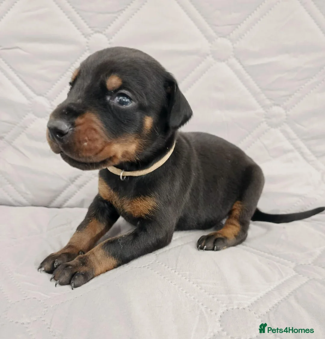 Dobermann dogs for sale: European doberman puppies for sale. in Swindon - Advert 12