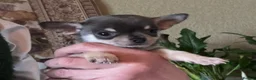 Chihuahua dogs for sale: Chihuahua puppies from licensed breeder - Advert 4