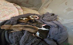 American Bulldog dogs for sale: American bulldog pups for sale - Image 3