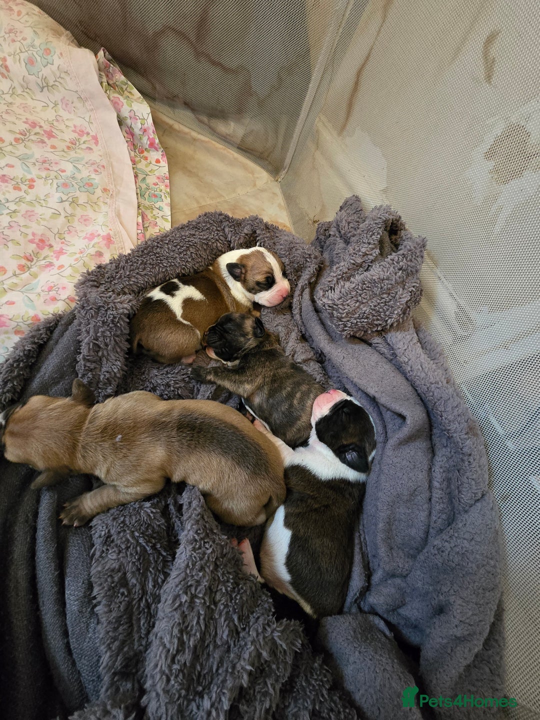 American Bulldog dogs for sale: American bulldog pups for sale - Image 3