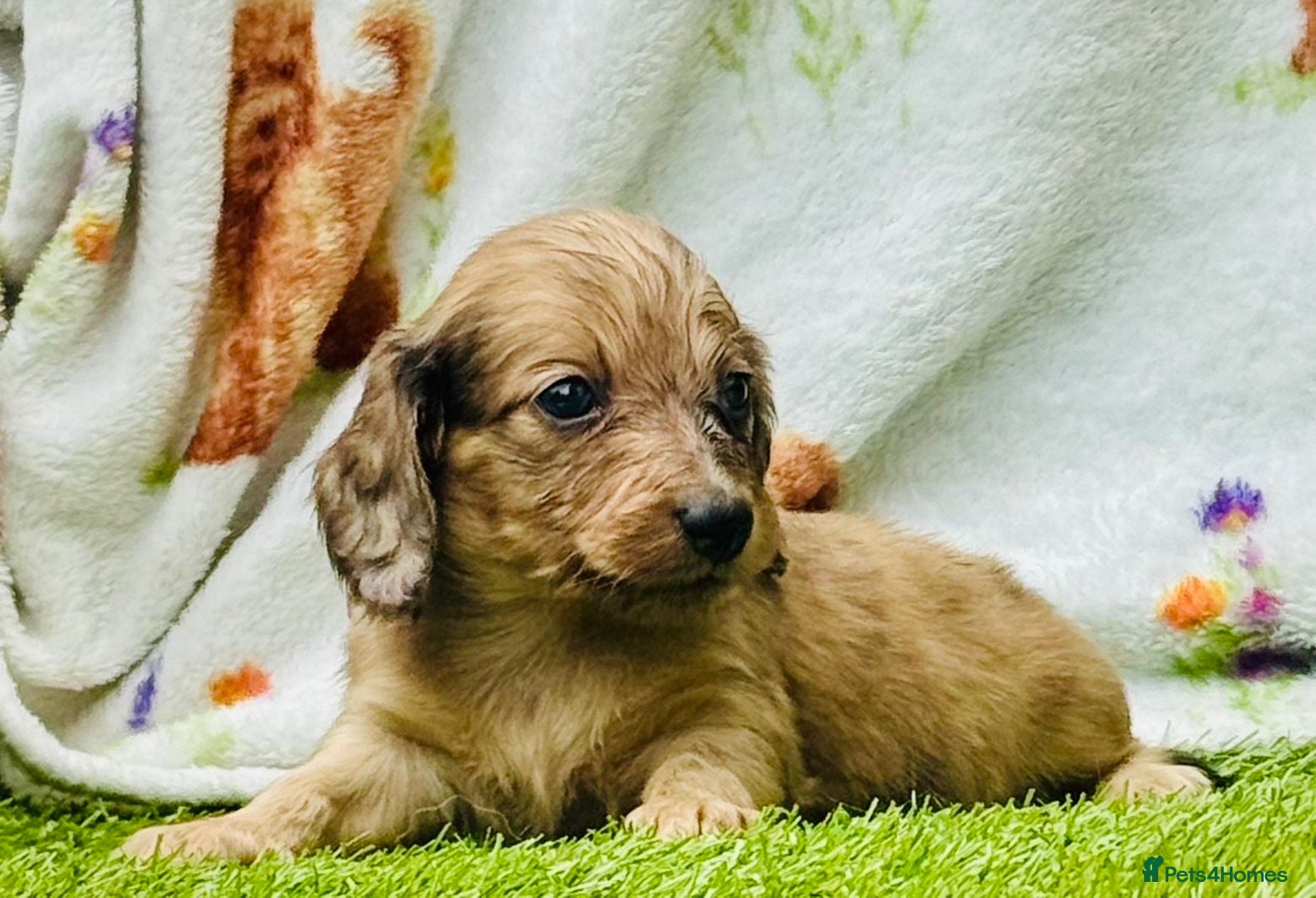 Miniature Dachshund dogs Long haired miniature dachshund puppies - Advert 12