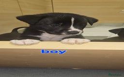 Mixed Breed dogs for sale: Huge American akita x cane corso pups - Advert 1