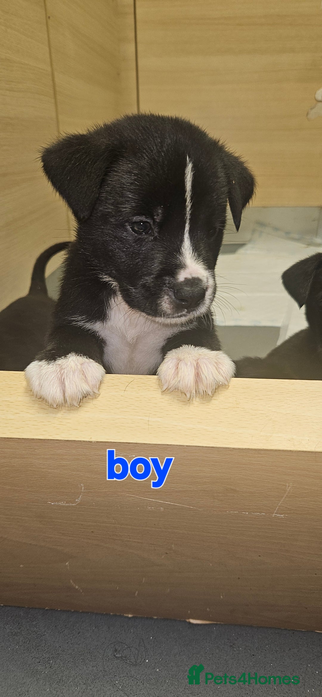 Mixed Breed dogs for sale: Huge American akita x cane corso pups - Advert 1