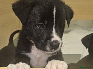 Mixed Breed dogs Huge American akita x cane corso pups - Advert 13