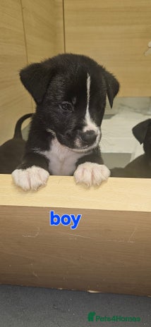 Mixed Breed dogs Huge American akita x cane corso pups - Advert 11