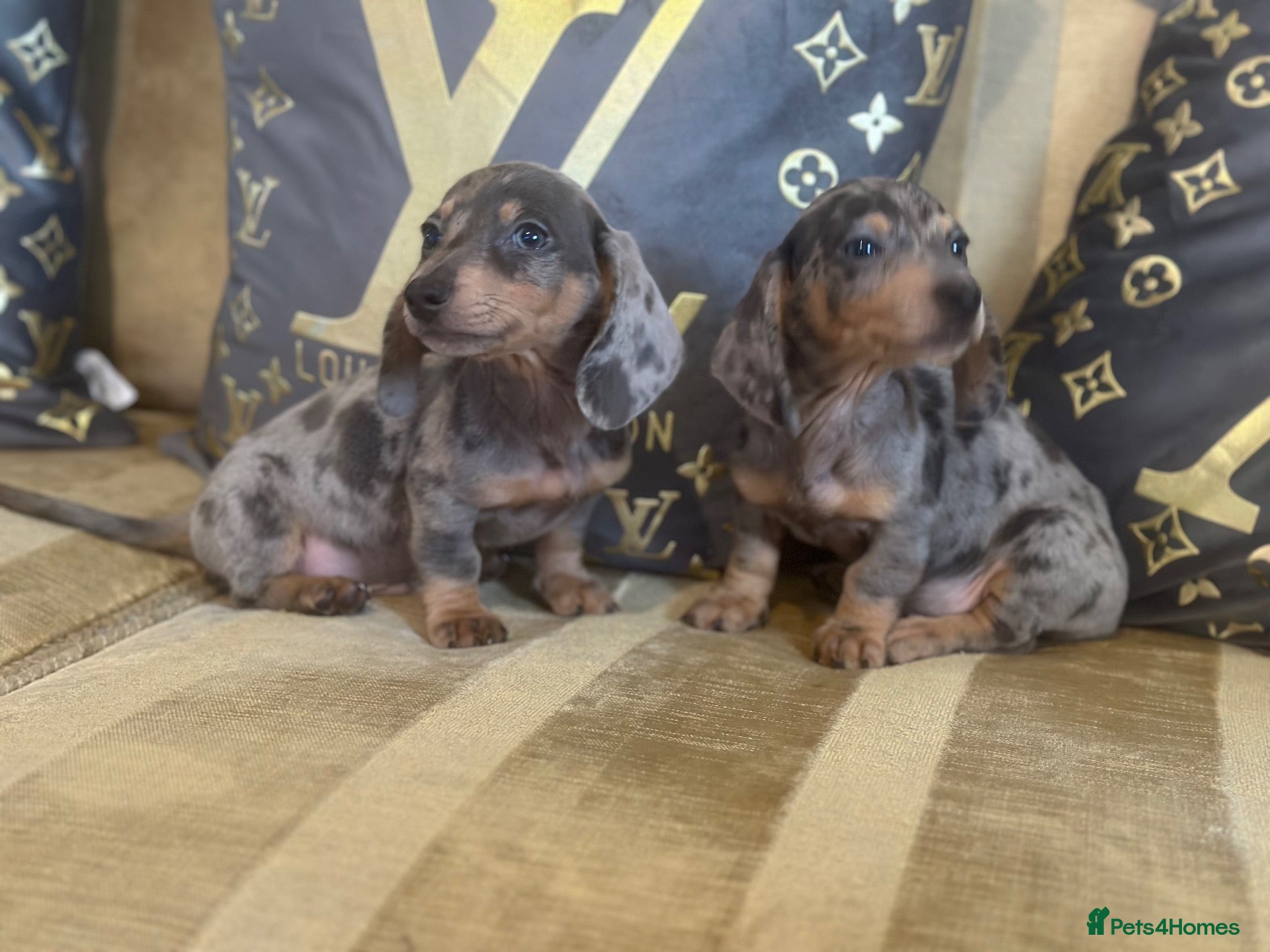 Miniature Dachshund dogs Puppy’s available now £850 ((9week old ) - Advert 4